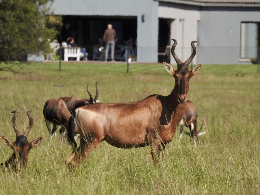 0 Bedroom Property for Sale in WestLake Country Safari Estate North West